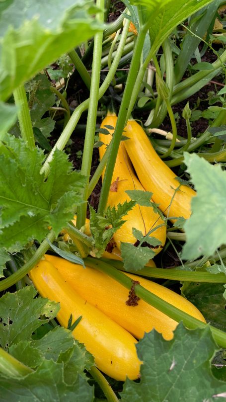 Gelbe Zucchini